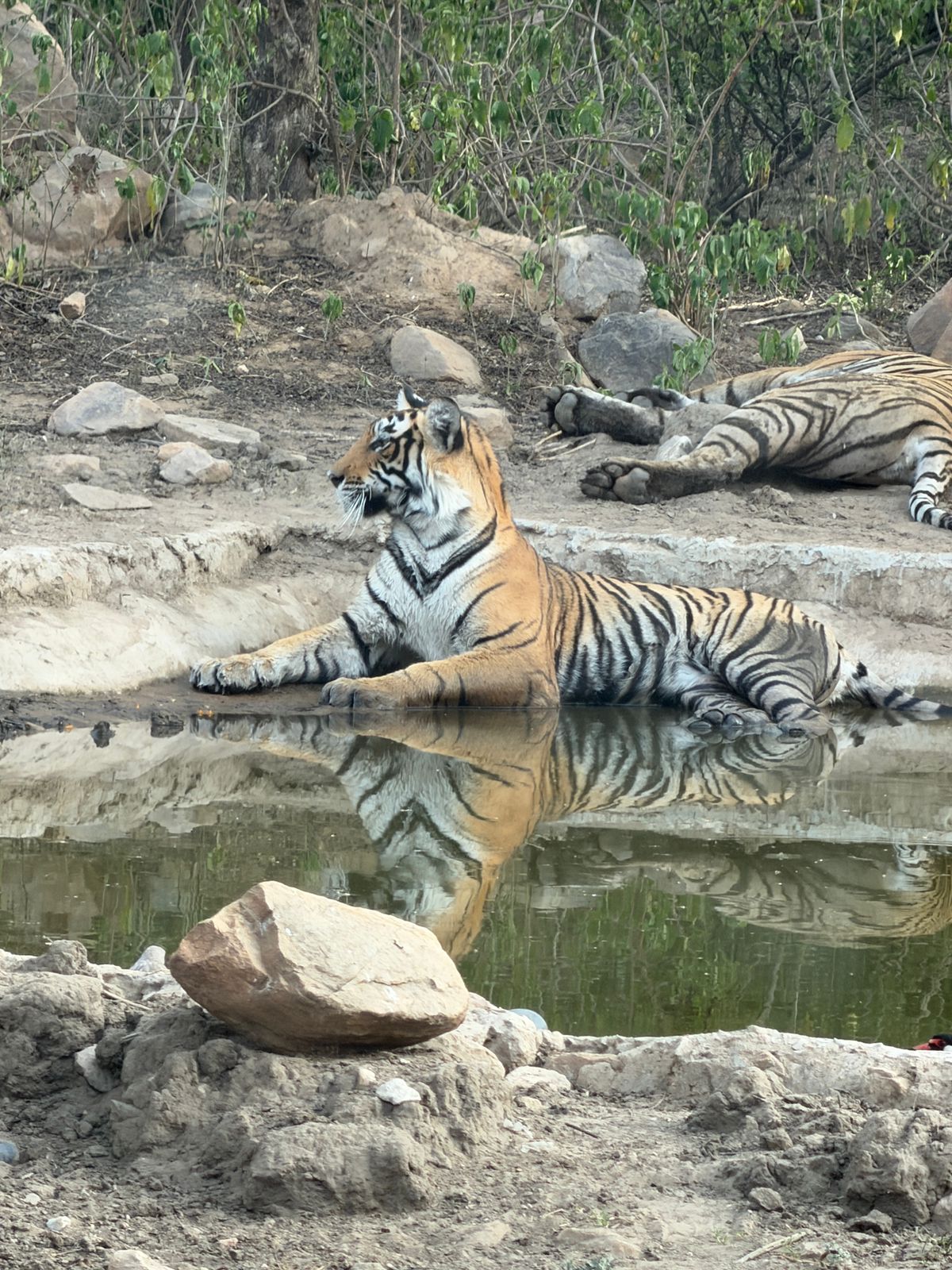 Sariska Tiger Camp