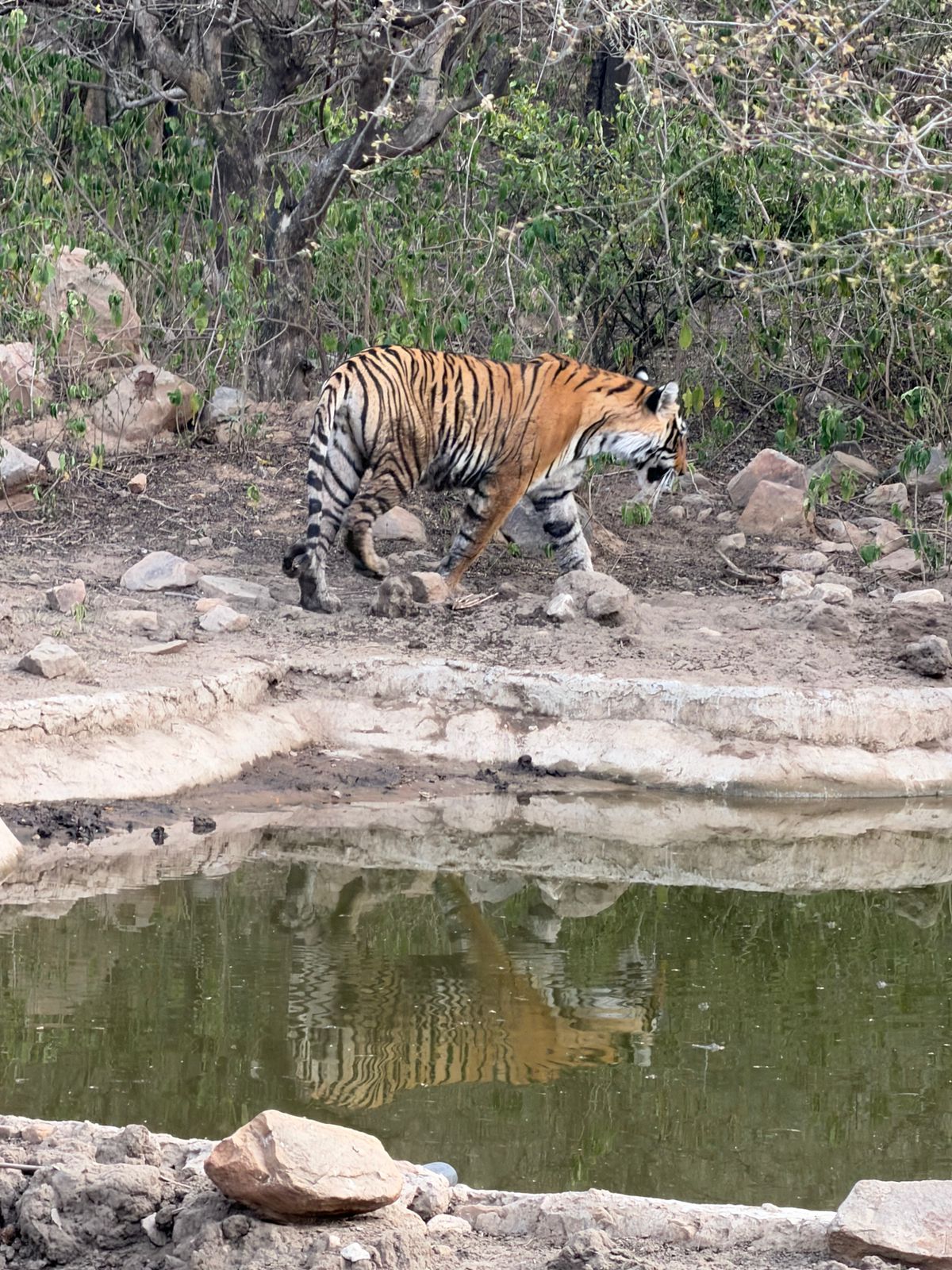 Sariska Tiger Camp