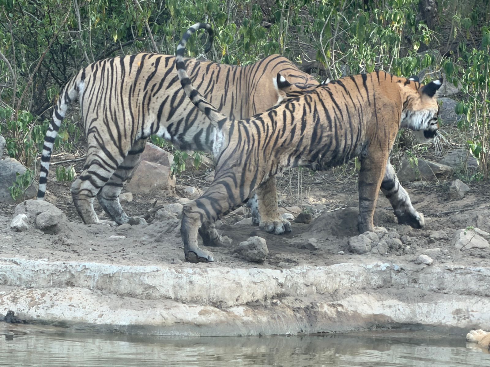 Sariska Tiger Camp