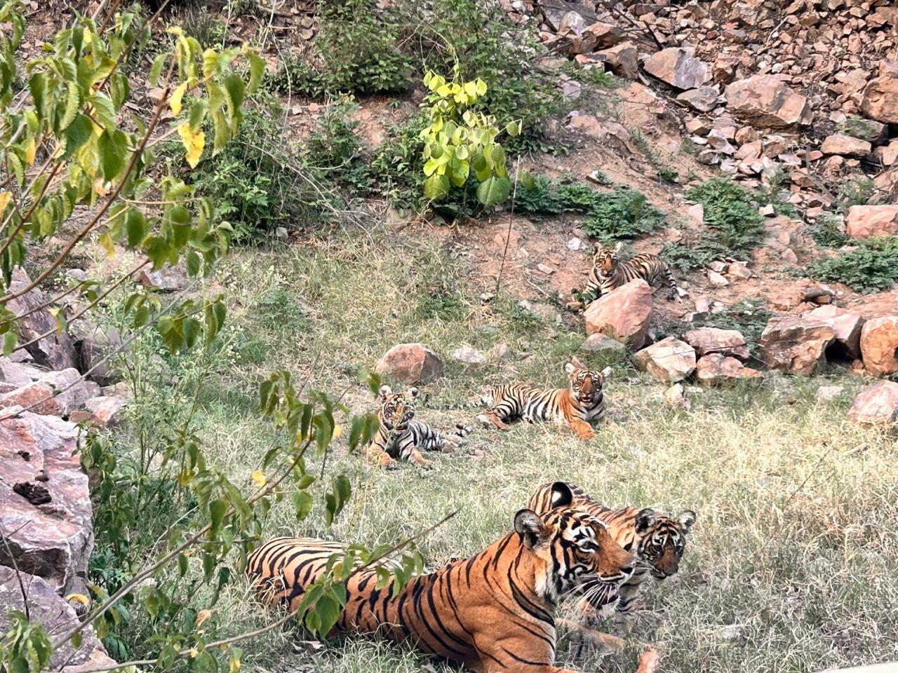 Tigress ST-17 Sighting